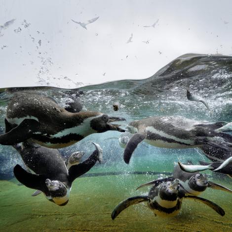 Nordsee-Lagune Burhave