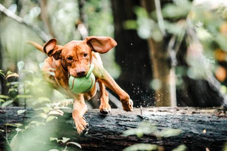 Camping-Urlaub buchen