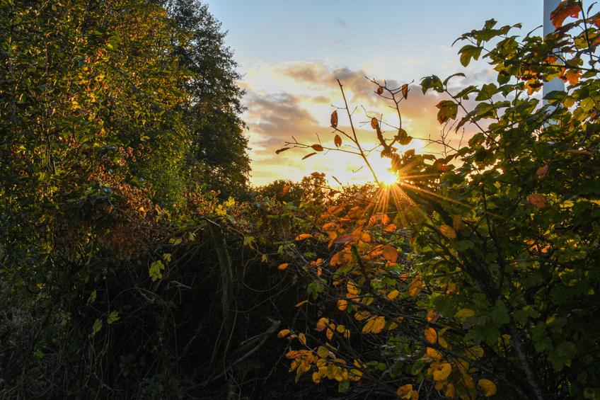 Sonnenlicht fällt durch die Bäume