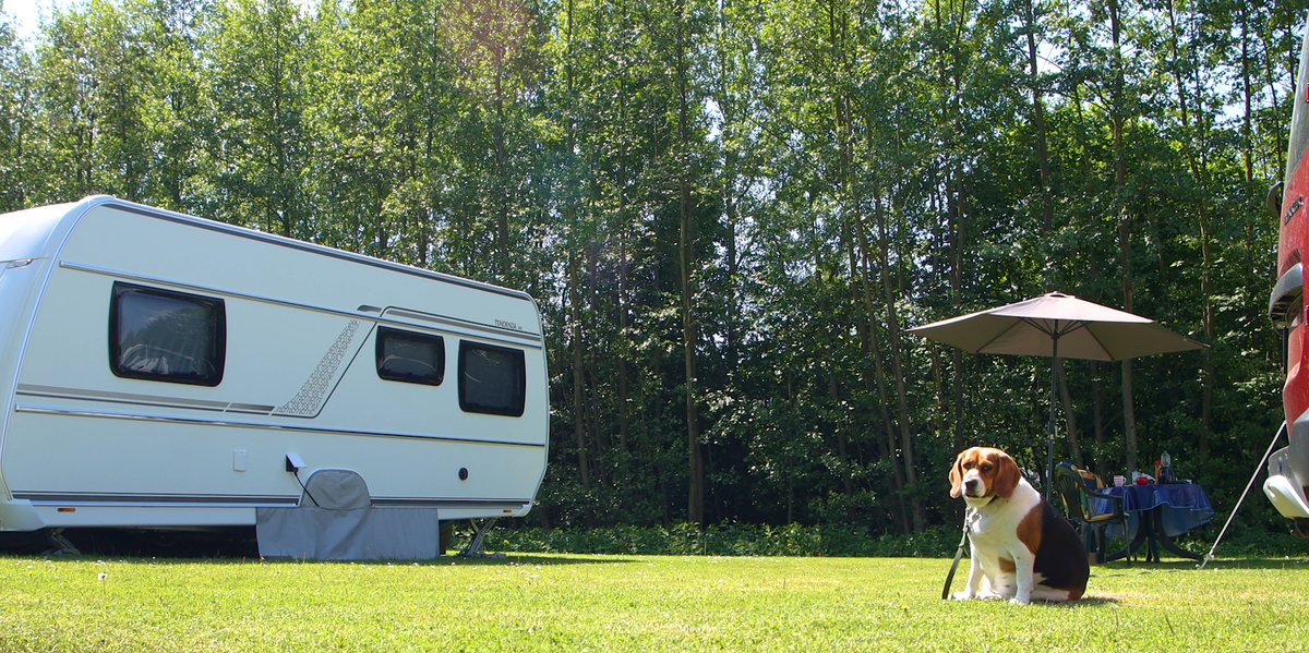 Urlaub mit Hund 