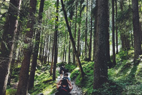 Wandern im Harz: Entdecken Sie pure Entspannung in den Wäldern des Nationalparks