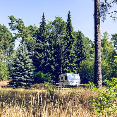 Wohnwagen Egestorf Wald Bäume Sträucher