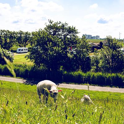 Schaf Deich saftig grünes Gras 