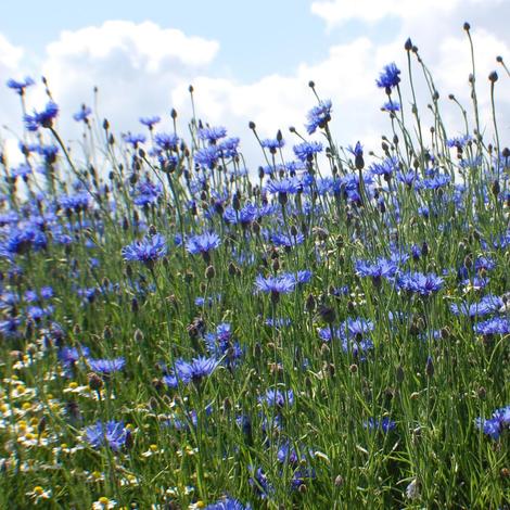 Kräuterwanderungen Ummanz