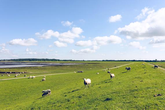 Urlaub mit Kindern in Husum - Hier gibt’s Watt zu erleben