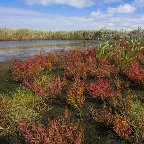 Nationalpark Vorpommersche Boddenlandschaft