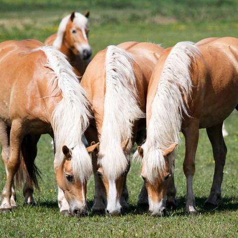 Hafflingerzucht Ummanz