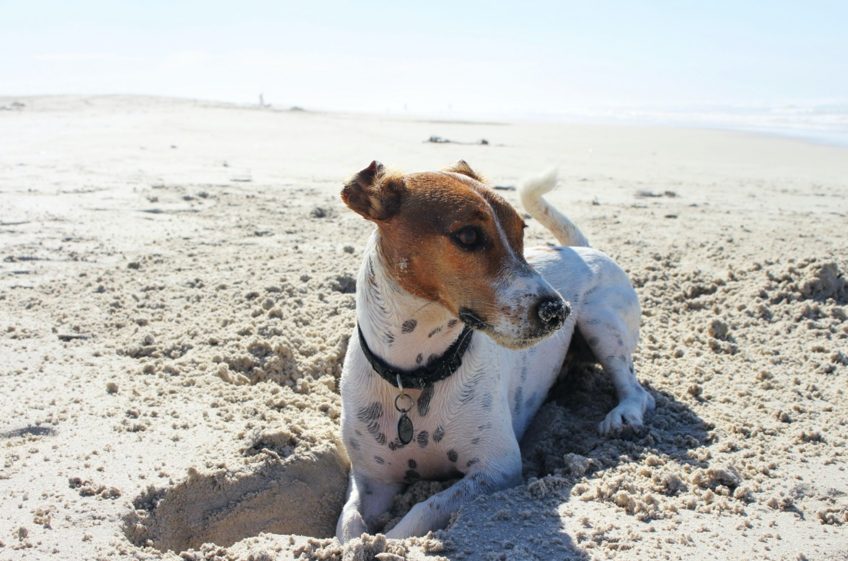 hund strand