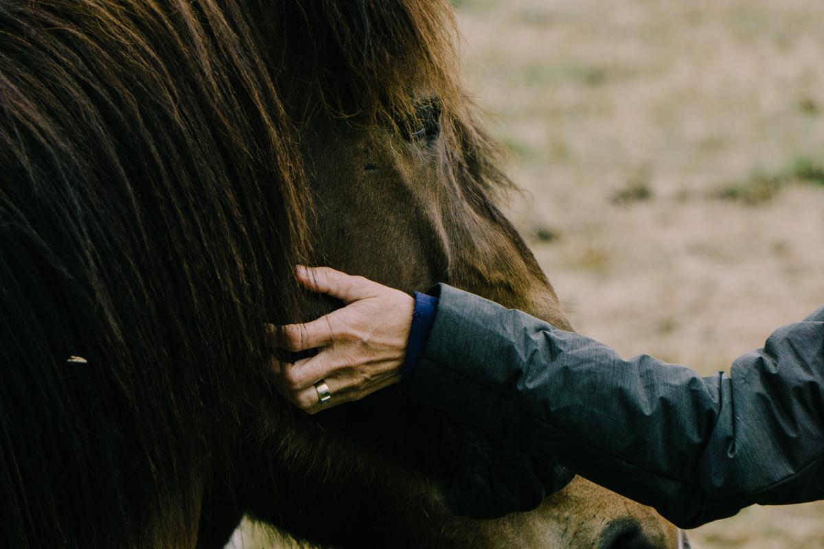 Pferd