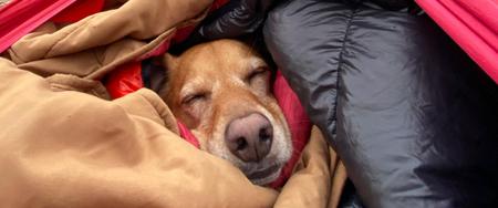 Hundeurlaub