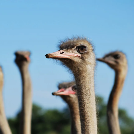 Straußenfarm Ostseeblick 