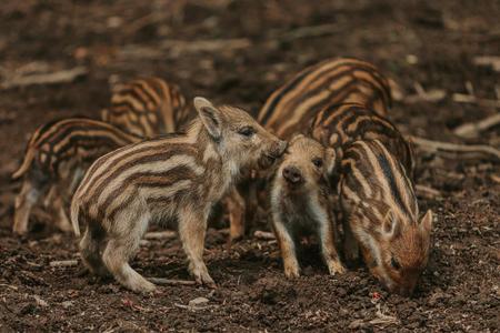 Tierpark Sababurg