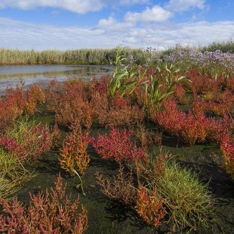 Langwarder Groden Butjadingen