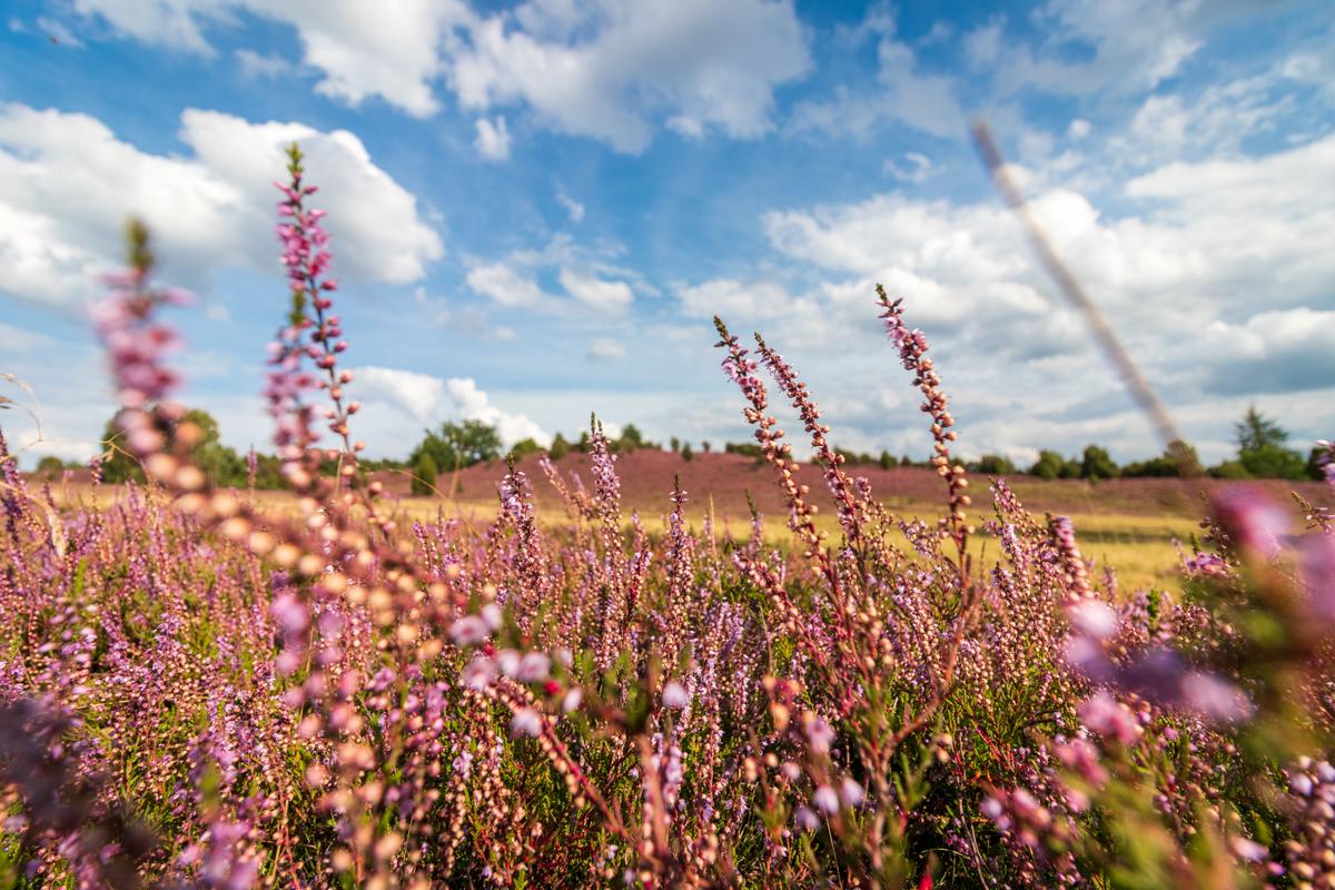 Lüneburger Heide